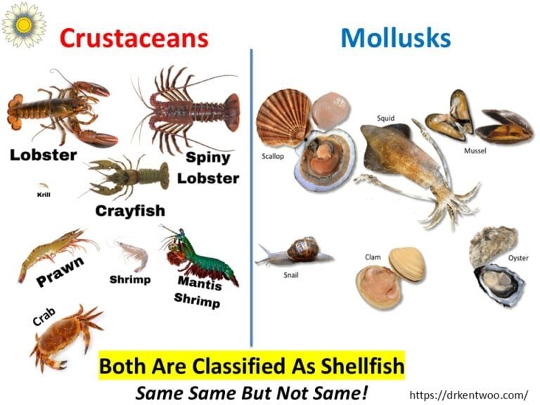 Can You Eat Other Shellfish If You’re Allergic to Shrimp or Prawn?